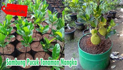 Bumi kita kaya akan beragam jenis tanaman outdor yang bisa berbuah, baik yang bisa berbuah dengan cepat dan. Cara Sambung Pucuk Tanaman Nangka yang Benar Agar Kualitas ...