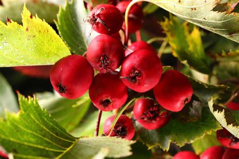 Hawthorn Tree Berries A Heart Healthy Harvest Gardeneco