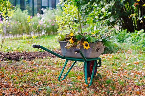 Wheelbarrow Full Of Flowers Stock Photo Image Of Agriculture Green