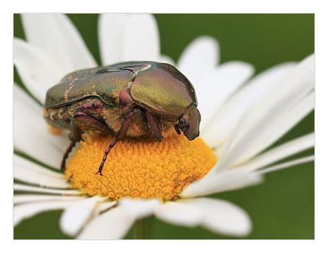 Durch den variablen ostertermin, variiert auch pfingsten. Schöne Pfingsten .... Foto & Bild | tiere, wildlife ...