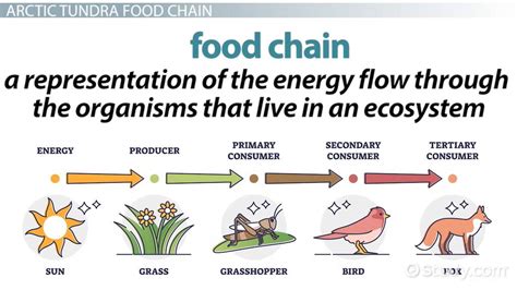 Tundra Ecosystem Food Web Producers Consumers Decomposers Video Lesson Transcript