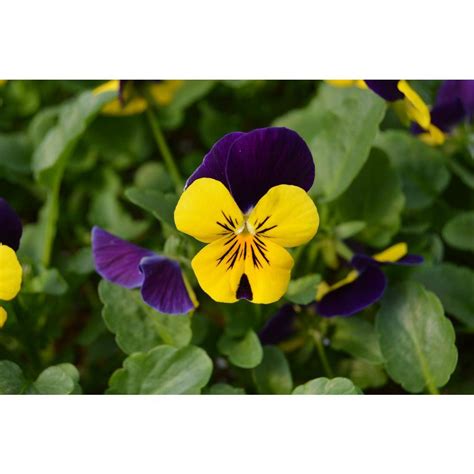 127 Qt Viola Yellow Jump Up Pansy Plant 6 Pack 600624 The Home Depot