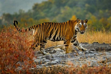 8 Amazing Bengal Tiger Facts