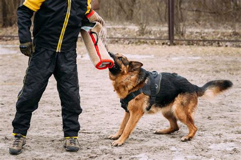 Different Approaches For Controlling German Shepherd Puppy Biting