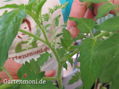 Wie wachsen tomaten indoors2 verpflanzen sie ihre tomatenpflanze in einen geeigneten behälter. Wie und wann geize ich Tomaten aus? - Gartenmoni - Altes ...
