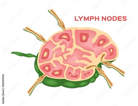 Lymph Node Lymphocyte Structure Vector Stock Vector Adobe Stock
