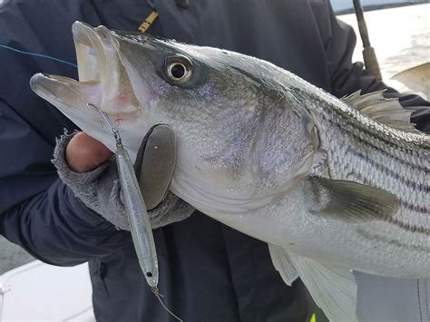 Best Bait For Striped Bass And How To Use It Updated 2023