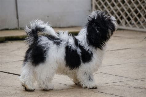Havanese puppies for sale from proven dog breeders. Havanese - Global Dog Breeds