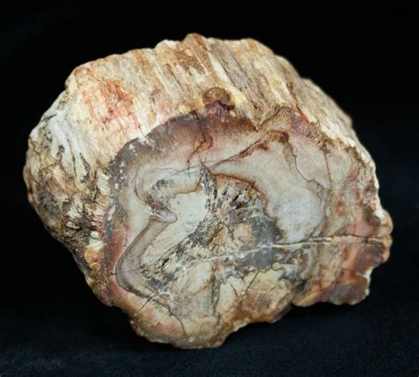 Fossils Petrified Fossils