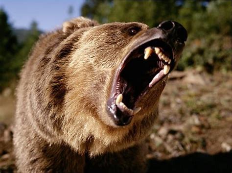 Pinterest Images Grizzlies Growling Saferbrowser Image Search Results
