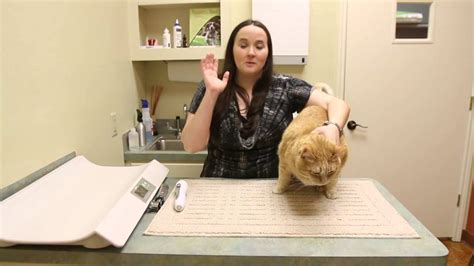 How To Test A Cats Vision Youtube