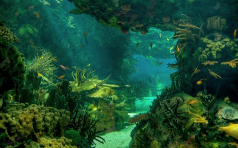 47 Ocean Underwater Wallpaper Wallpapersafari