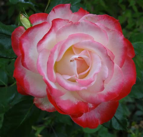 Rose In Full Bloom Smithsonian Photo Contest Smithsonian Magazine
