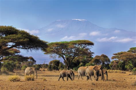 Kenya Safari Experience Independent Tour Package Flight Centre