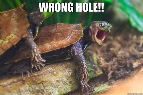 Funny Turtle Memes S Bmp I