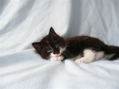 Fluffy Black And White Boy Kitten Harwich Essex