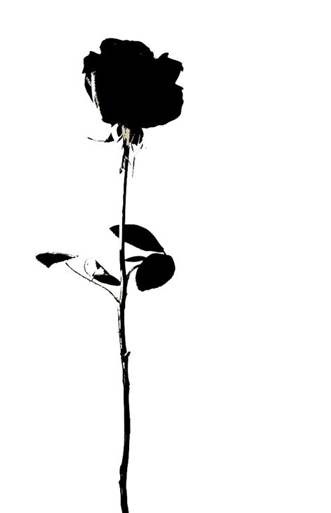 Silhouette Black And White Clip Art Rose Outline Png Download 841 Images