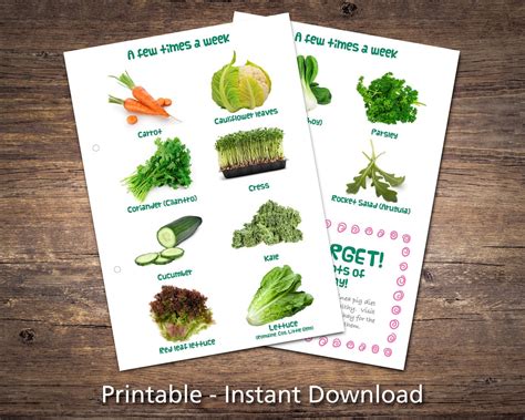 Guinea Pig Food List Printable Pdf Safe Fruits And Vegetables Etsy