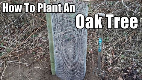 How To Plant An Oak Tree Youtube