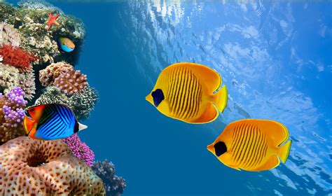 Ocean Underwater Wallpaper HD | PixelsTalk.Net