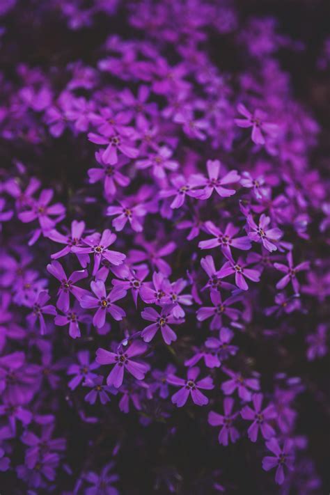 Little Purple Flowers · Free Stock Photo