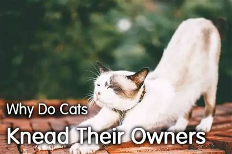 Why Do Cats Knead Their Owners Secret Revealed Walkwithcat