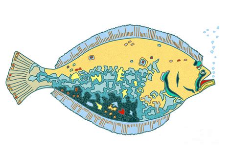 Flounder Drawing By Robert Yaeger Fine Art America