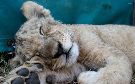 Sleeping Lion Cub Wallpaper Animal Wallpapers 20801