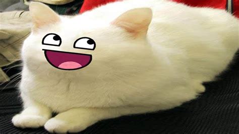 kucing lucu banget - kucing lucu banget bikin ngakak 2019 - YouTube