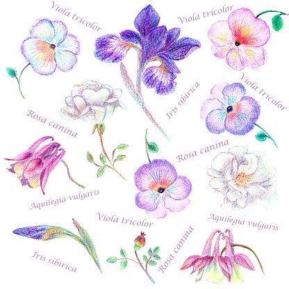 Check spelling or type a new query. Hand Drawn Garden Flower Set With Latin Names Stock ...