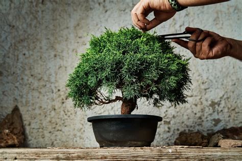 the complete bonsai juniper care guide hooked on bonsai