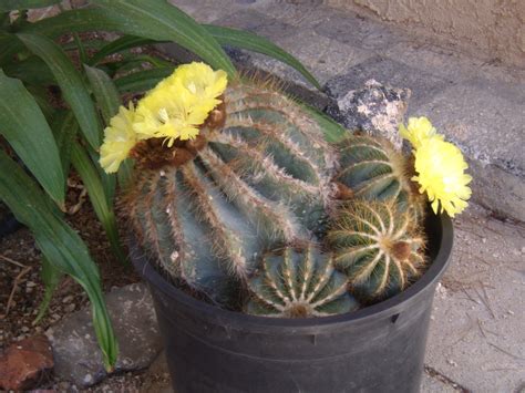 There are several species of echinocactus that go by the spraying with water, then coating with insecticidal soap is the best remedy. Roadrunners and Figgy Pudding: Whatz That? - Barstow cacti ...