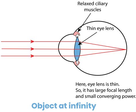 Ciliary Muscle To See Nearby Objects And To See Distant Objects