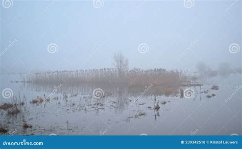 Misty Marsh Landscape In The Flemish Countryside Stock Photo Image Of