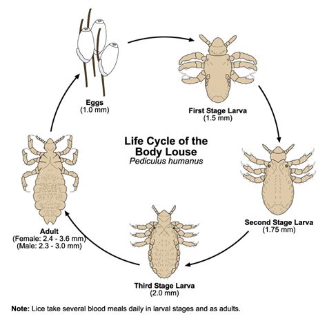 Lice Public Health And Medical Entomology Purdue Biology