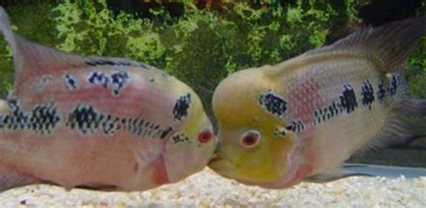 Ikan louhan sampai saat ini masih menjadi salah satu primadona ikan hias di indonesia. Mudah! Begini Cara Budidaya Ikan Louhan (Amphilophus ...