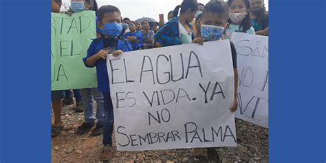 El Monocultivo De La Palma Aceitera En Guatemala Una Historia De Despojo Y Enga Os