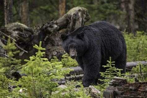 Black Bear Rocky Mountains — Zja