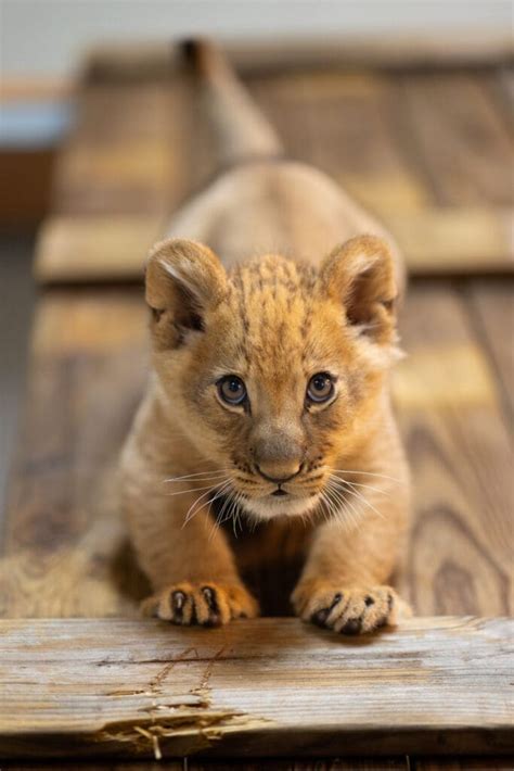 Meet Moja The Adorable New Lion Cub At Fort Worth Zoo Texas Zoos