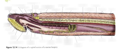 Lamprey Internal Anatomy Diagram