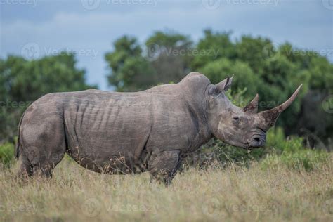 Rhino Side View 845232 Stock Photo At Vecteezy