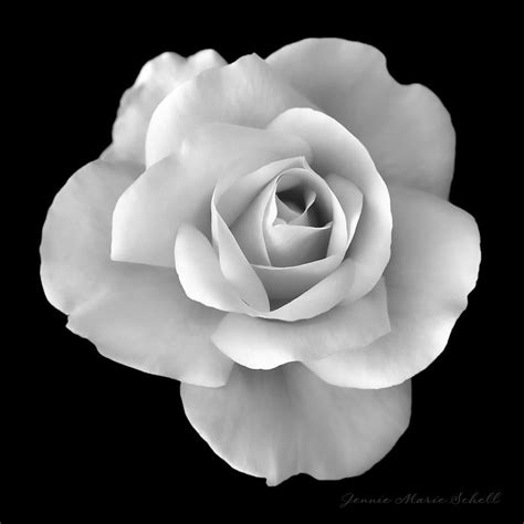 White Rose Flower In Black And White By Jennie Marie Schell White