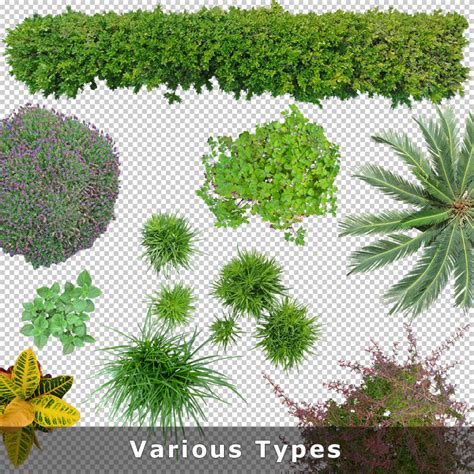 Top View Plants 02 2d Plant Entourage For Architecture Illustration Png