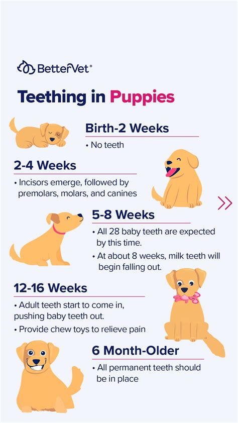Puppy Teething Timeline And What To Expect Bettervet