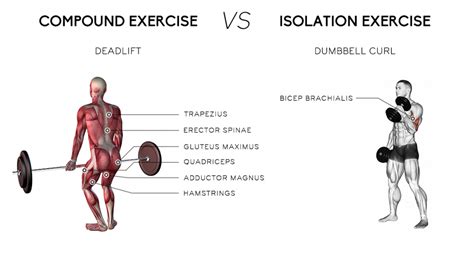 Compound Workout Vs Isolation Workout Which One Is Better Gympik Blog