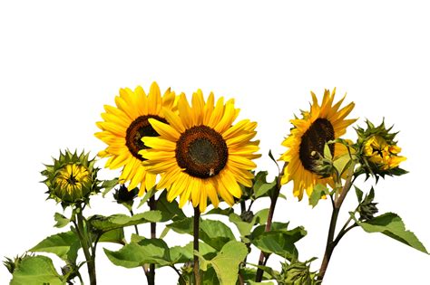 Clipart Png Sunflower Clipart Png Sunflower Transparent Free For