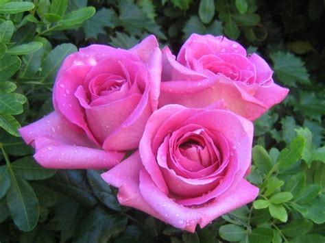 10 Rose 15 Most Romantic Flowers For Girls → 💘 Love