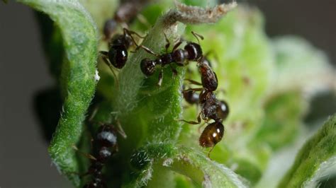 Types Of Ants That Invade Homes Identification And Control Guide