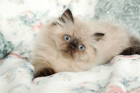 Himalayan Persian Cat Blue Point Himalayan Kitten Pets Lovers