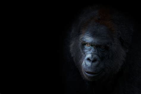Gorilla 4k Ultra Hd Wallpaper By Chris Frank